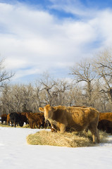 Angus cow eats hay during winter