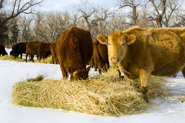 Cows feed on hay during winter