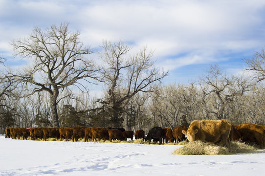 Herd of cows feed on hay during winter