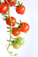 マイクロトマト