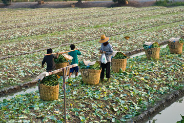 Chinese kale vegetable