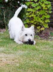 Westie Playing