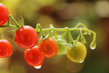 マイクロトマト