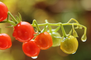 マイクロトマト