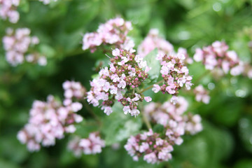 Oreganoblüten - Oregano