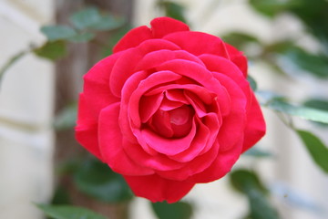 Rote Rosenblüte rankt an einer Wand hoch