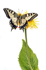 Swallowtail (Papilio machaon) sitting on a yellow flower.