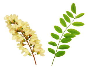 Fleur et feuilles d'acacia
