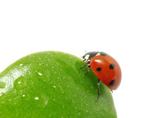 ladybug
