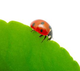 ladybug