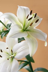 white lily on brown background