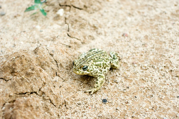 frog