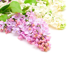 Fototapeta na wymiar Lilac kwiaty bukiety