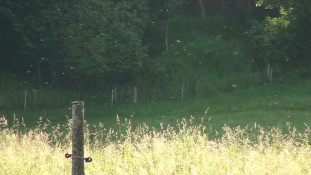 flies in the evening sun