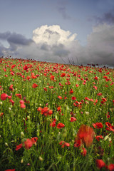 Fototapeta na wymiar Vibrant poppy fields under moody dramatic sky