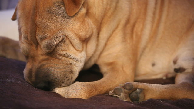 sharpei dog cleaning his legs