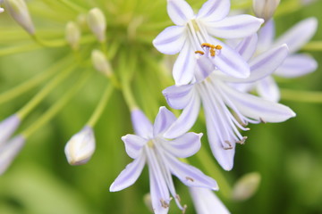 アガバンサスの花