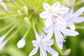 アガバンサスの花