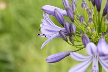 アガバンサスの花