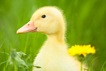 Little duckling