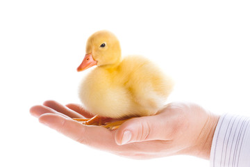 Little duckling