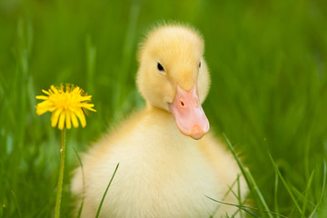 Little duckling