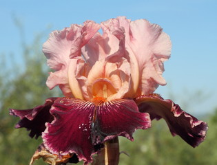 Fototapeta na wymiar iris w ogrodzie Iris, Florencja