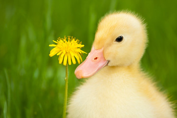 Little duckling