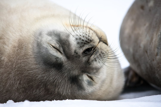 Baby seal close to mom