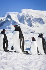 Poster penguins in Antarctica © Goinyk