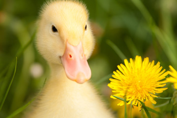 Small duckling