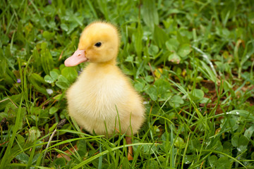 Small duckling