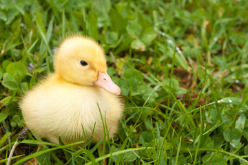 Small duckling