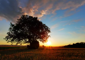 Foto op Canvas Beautiful landscape image with trees silhouette at sunset © TTstudio