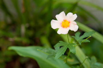 マルバストラムの花