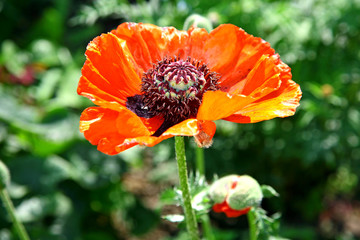 Red poppy in sunlight