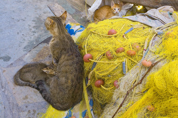 grèce,cyclades,naxos : village de chora, ruelle : chats et filet