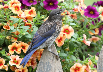 Eastern Bluebird with flowers