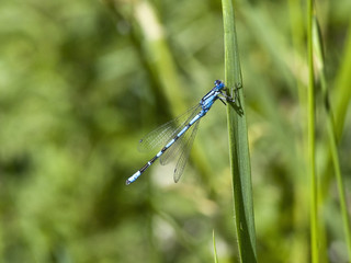 common blue damselfly 2