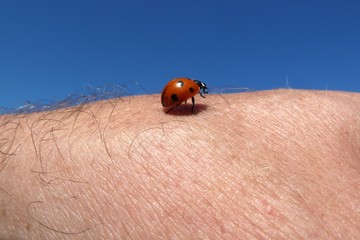 Marienkäfer auf Arm