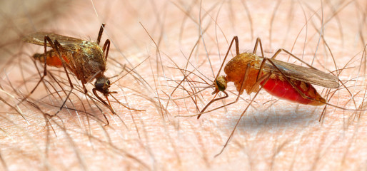 Anopheles mosquito - dangerous vehicle of infection.