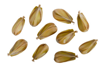 Bucheckern, Beechnuts