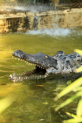 Cocodrilo, simulación