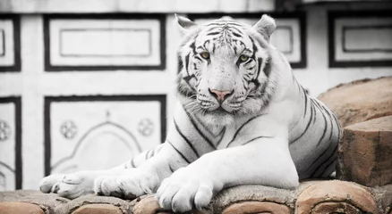 Crédence de cuisine en verre imprimé Tigre Tigre blanc