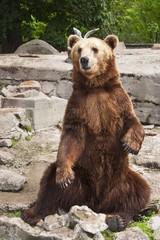 Obraz premium животные