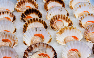 fresh scallops at fish market