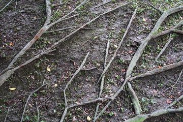 aerial roots