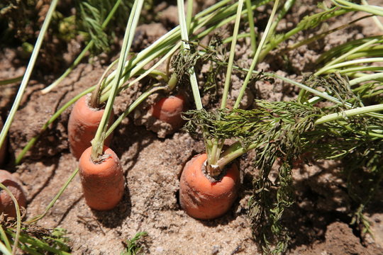 Karottenanbau