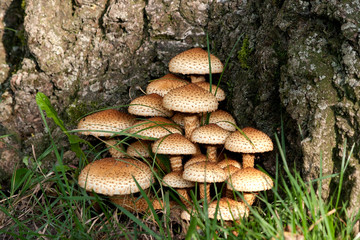Fungus - Mushroom