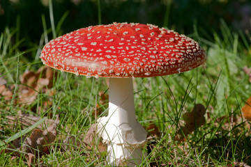 Fly Agaric - Mushroom